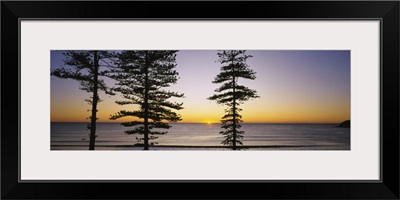 Silhouette of trees at dawn, Manly Beach, Sydney, New South Wales, Australia