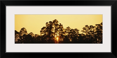 Silhouette of trees at sunset, The Golden Isles of Georgia, Georgia