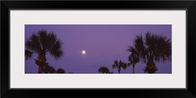 Silhouette of trees at sunset, Venice, Florida