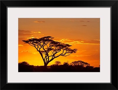 Silhouette of trees in a field, Ngorongoro Conservation Area, Arusha Region, Tanzania
