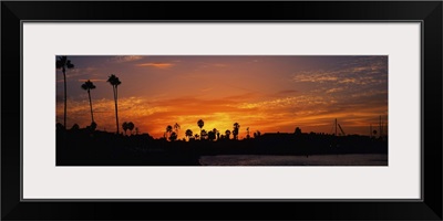 Silhouette of trees on the beach, Newport Beach, California