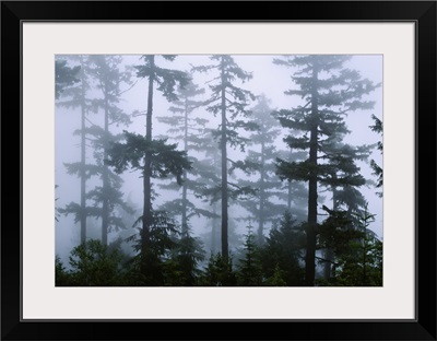 Silhouette of trees with fog in the forest, Douglas Fir, Hemlock Tree, Olympic Mountains, Olympic National Park, Washington State
