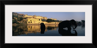 Silhouette of two elephants in a river Amber Fort Jaipur Rajasthan India