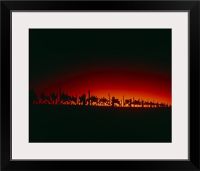 Silhouette of vineyards at dusk, Santa Barbara County, California