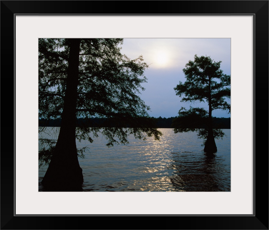 Silhouetted bald cypress trees (Taxodium distichum) in Lake Bolivar, Mississippi