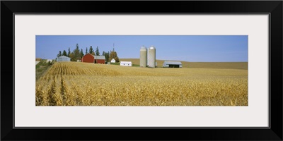 Silos and barns in a corn field, Minnesota