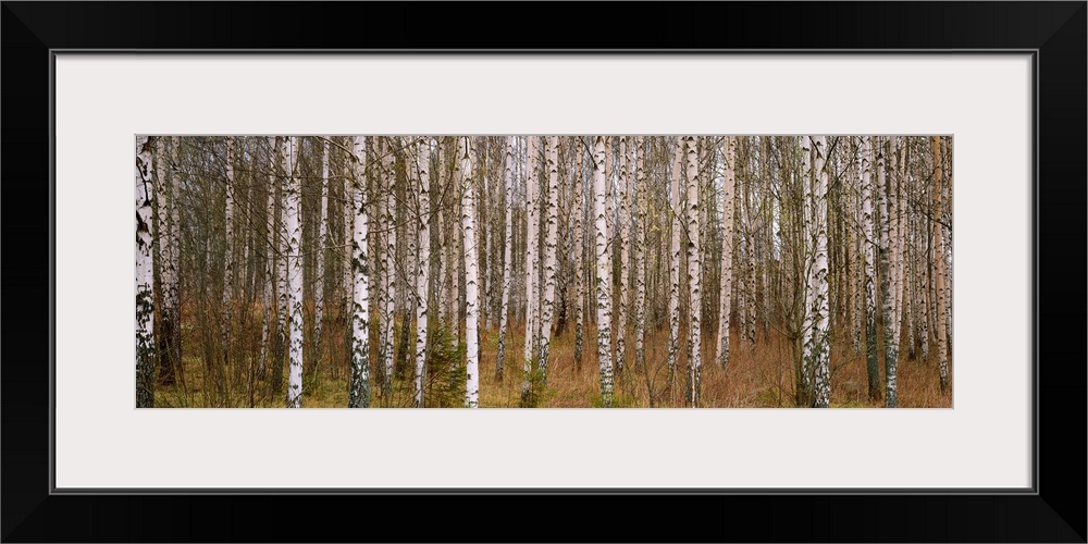 Wall art photograph of a forest dense with birch trees on a panoramic, landscape canvas.