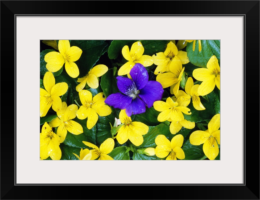 Single Blue Violet Flower (Viola Adunca) In Bloom Among Stream Violet Flowers (Viola Glabella)