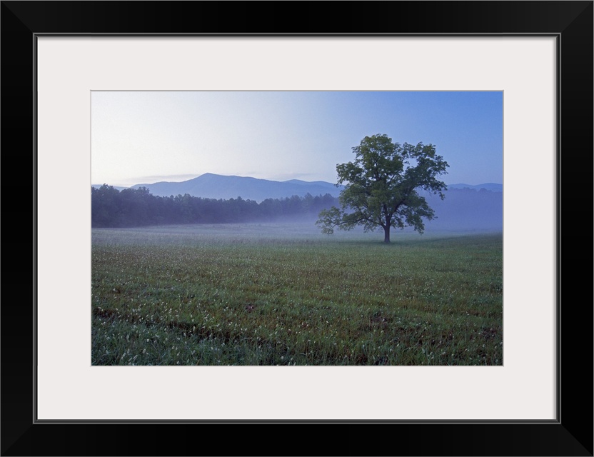 Single tree in green pasture at Cades Cove, distant Smoky Mountains in mist, Smoky Mountains National Park, Tennessee