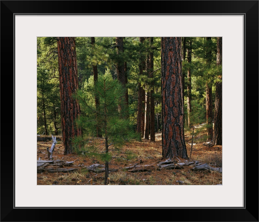 Panoramic photograph of woods scattered with pine cones and dead tree logs.