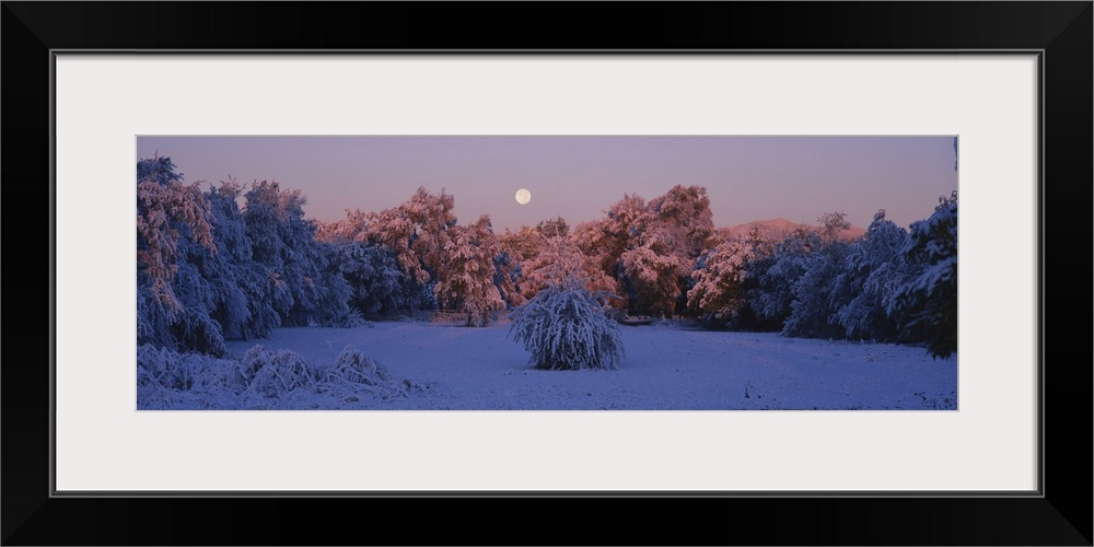 Snow covered forest at dawn, Denver, Colorado