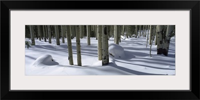 Snow covered landscape, Flagstaff, Coconino County, Arizona