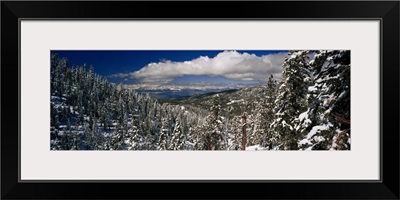 Snow covered pine trees in a forest with a lake in the background, Lake Tahoe, California