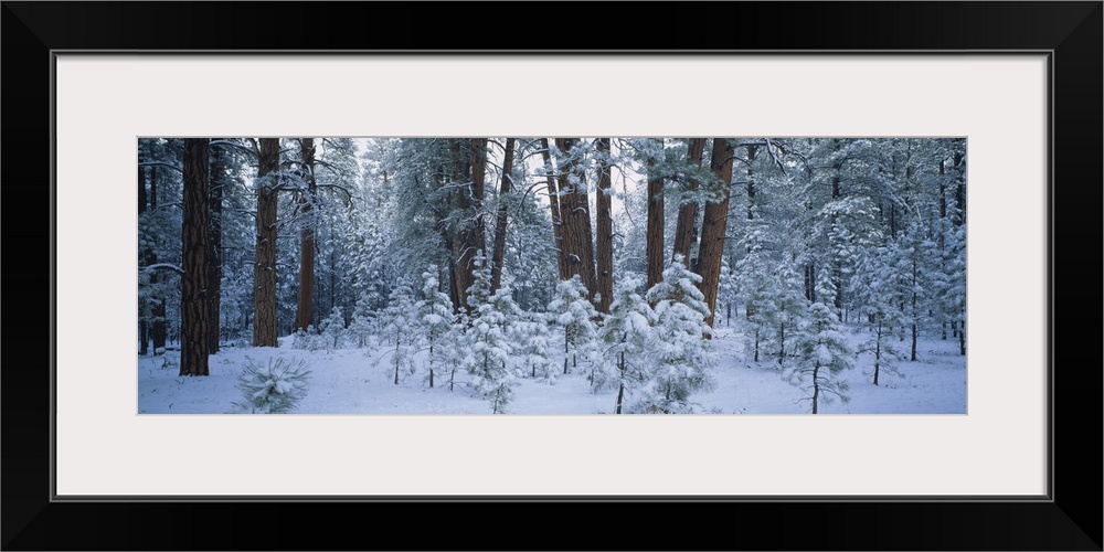 Snow covered plants in the forest