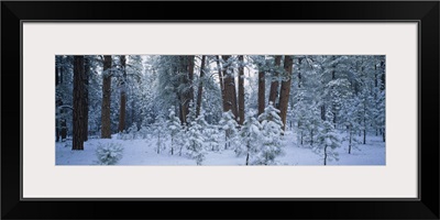 Snow covered plants in the forest