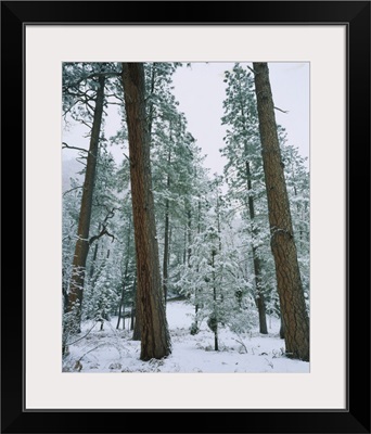 Snow covered Ponderosa Pine trees in a forest, West Fork of Oak Creek, Coconino National Forest, Arizona