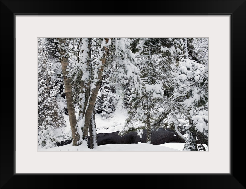 Snow-covered trees along Cascade River, Cascade River State Park, Minnesota