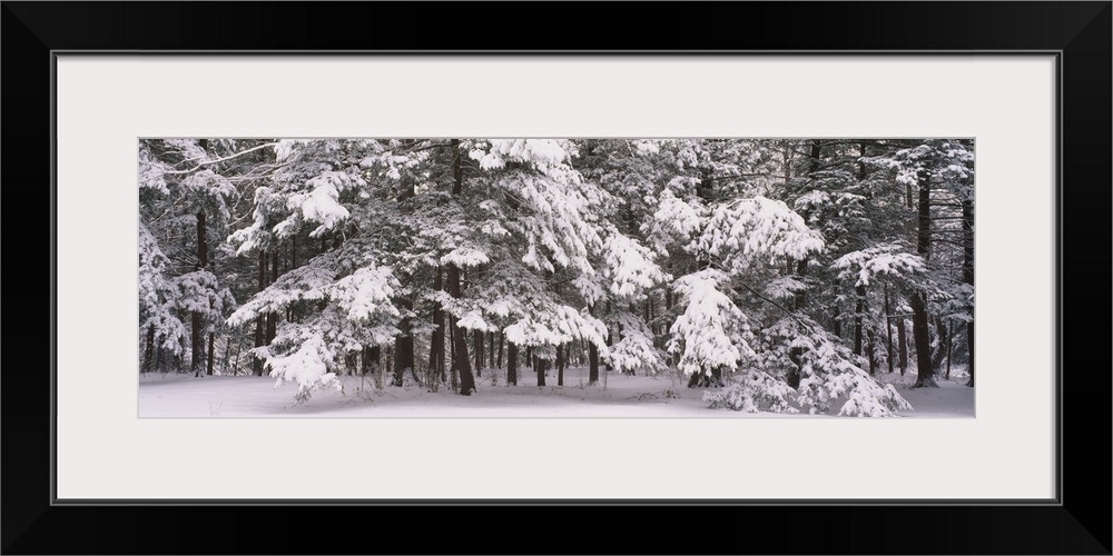 Snow covered trees in a forest, Chestnut Ridge County Park, Orchard Park, New York State