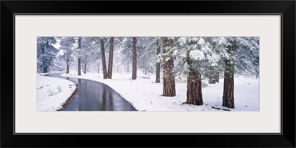 Snow covered trees in a forest, Grand Canyon National Park, Arizona