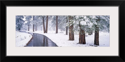 Snow covered trees in a forest, Grand Canyon National Park, Arizona