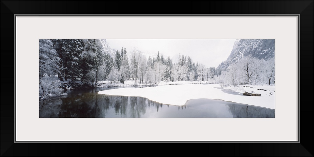 Snow covered trees in a forest, Yosemite National Park, California