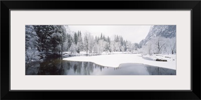 Snow covered trees in a forest, Yosemite National Park, California