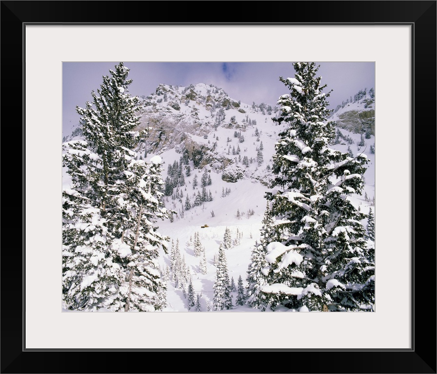 Snow covered trees on a mountain, Utah