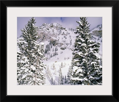 Snow covered trees on a mountain, Utah