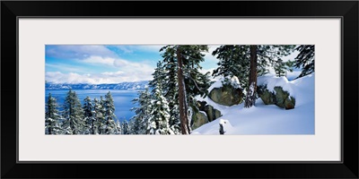 Snow covered trees on mountainside, Lake Tahoe, Nevada