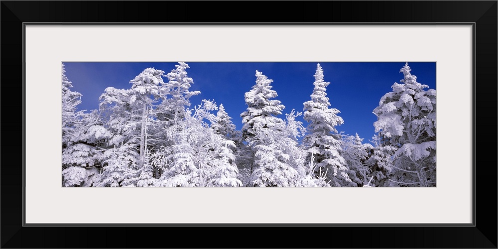 Wide angle photograph on a large wall hanging of tall snow covered pine trees against a deep blue sky, at the Stratton Mou...