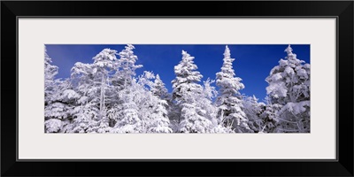 Snow covered trees, Stratton Mountain Resort, Stratton, Windham County, Vermont