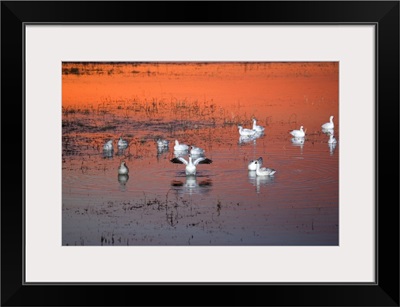 Snow Geese On Water