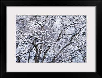 Snow On Cottonwood Trees