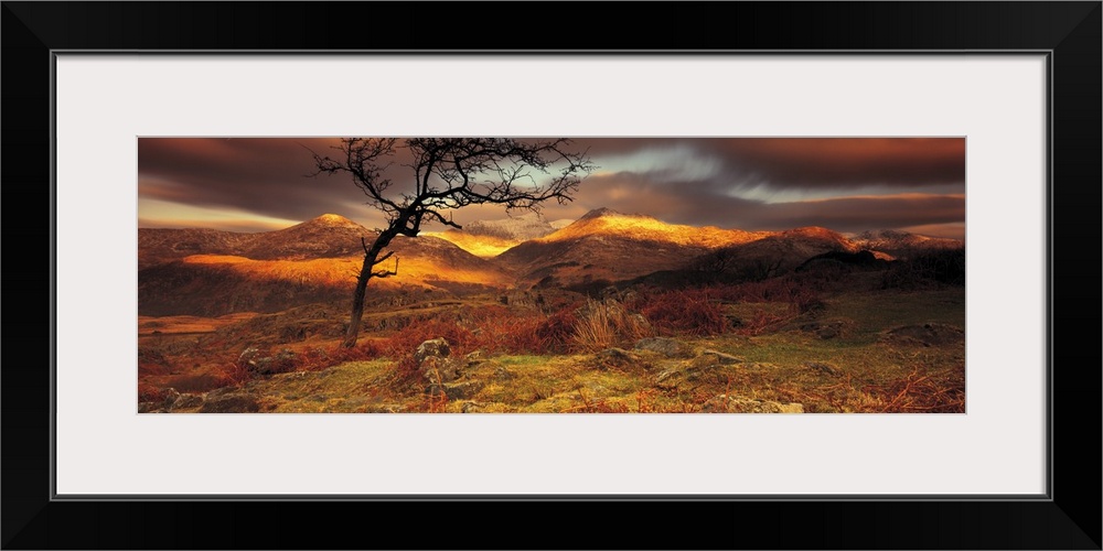 Vast hills and bare land are photographed in panoramic view. Sun touches part of the hills and a bare tree sits in the for...