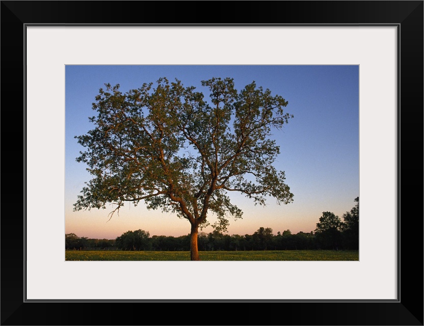 Big photo on canvas of a tree in a field at sunset.