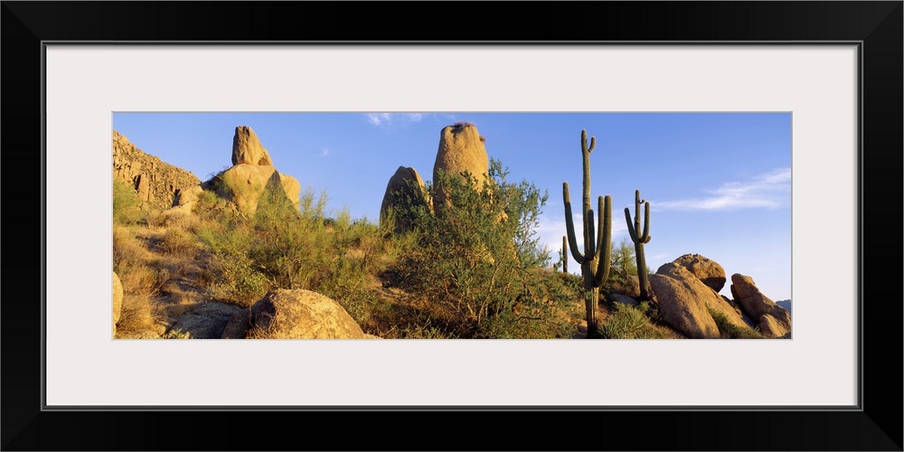 Sonoran Desert AZ