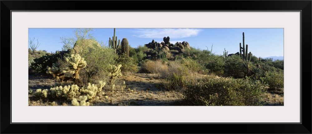 Sonoran Desert AZ