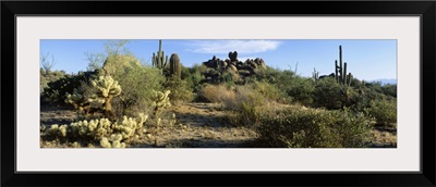 Sonoran Desert AZ