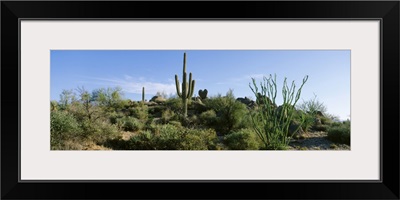 Sonoran Desert Saguaro Cactus Arizona