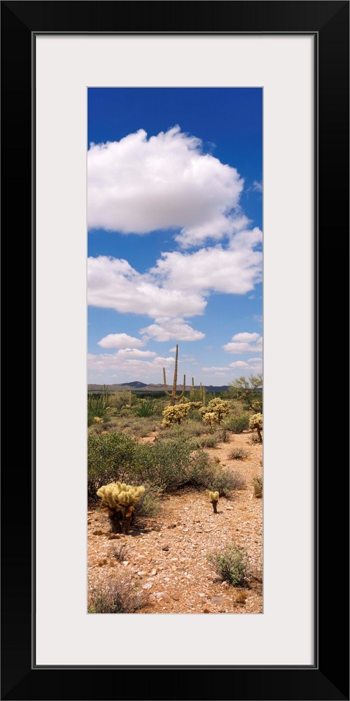 Sonoron Desert Tonto National Forest AZ