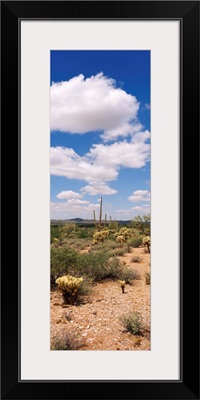 Sonoron Desert Tonto National Forest AZ