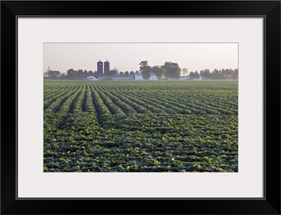 Soy bean field, distant farm buildings, Iowa