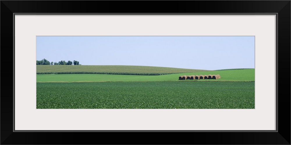 Soybean Field NE