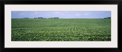 Soybean Field Tama County IA