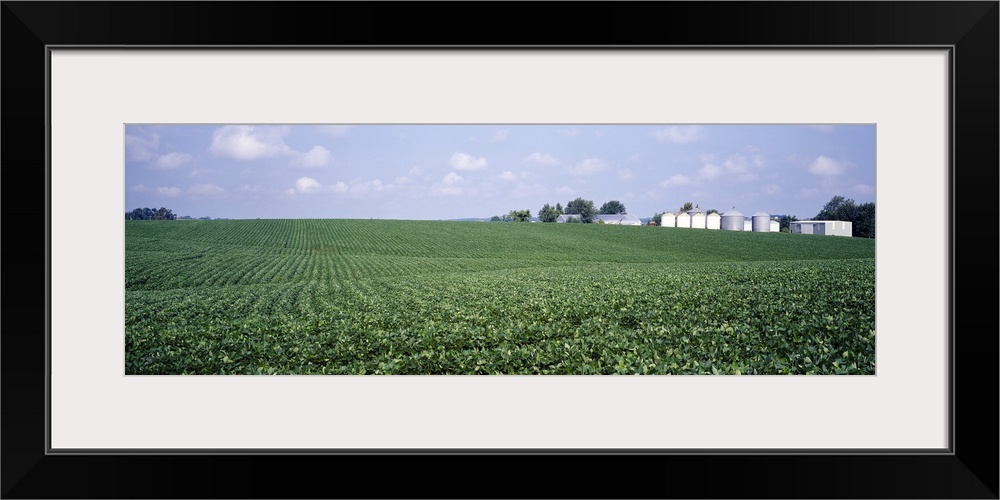 Soybean Field Tama County IA