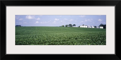 Soybean Field Tama County IA