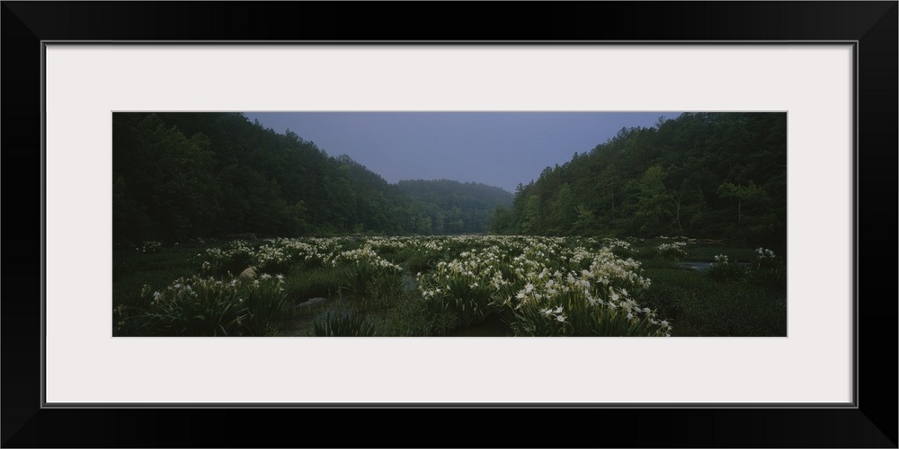 Spider-lily in the forest, Cahaba River, Alabama, (Hymenocallis coronaria)