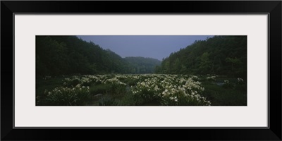 Spider-lily in the forest, Cahaba River, Alabama, (Hymenocallis coronaria)