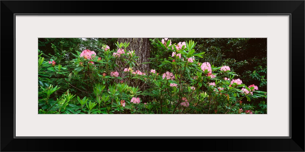 Spring Rhododendron Bloom  Humboldt Co  Redwood Nat'l Pk  CA