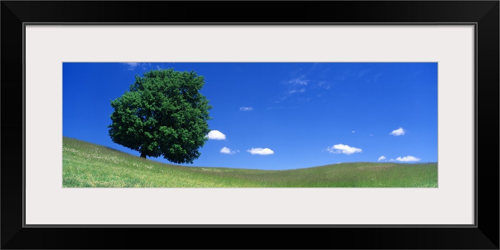 Panoramic photograph of one huge tree in a hilly meadow of short grass under a cloudy sky.